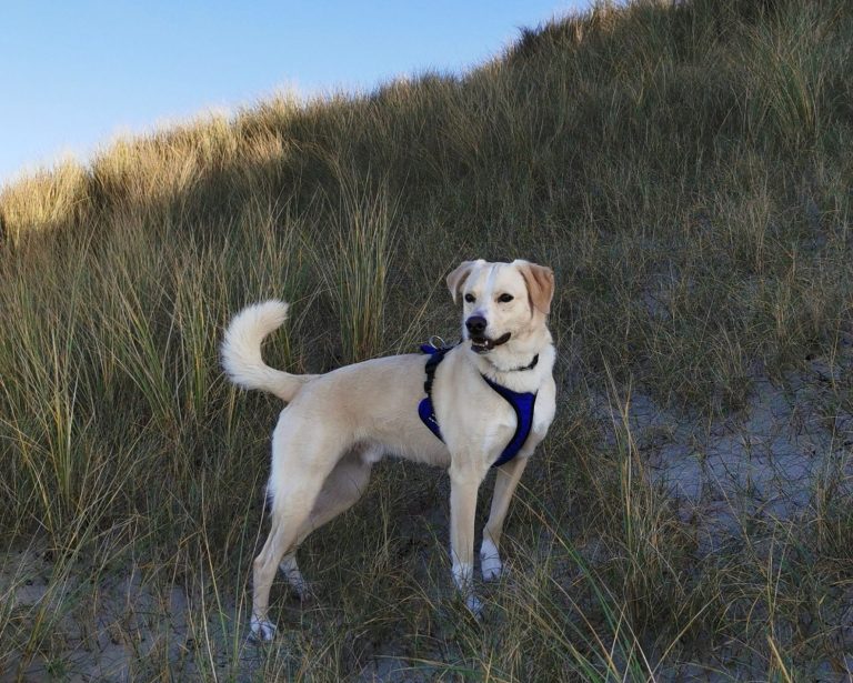 Individuelles Einzeltraining für dich und deinen Hund