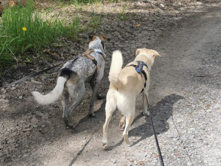 Social Walks, Begegnungstraining, Themenwalks