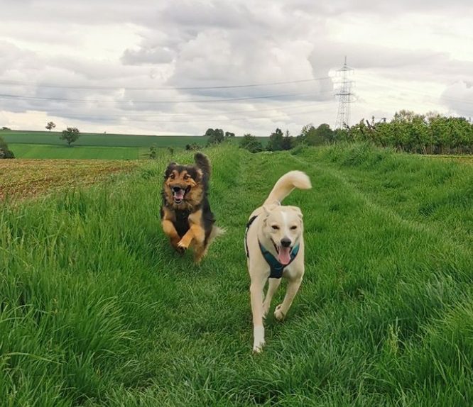 Welpentraining und Junghundetraining in Bietigheim-Bissingen