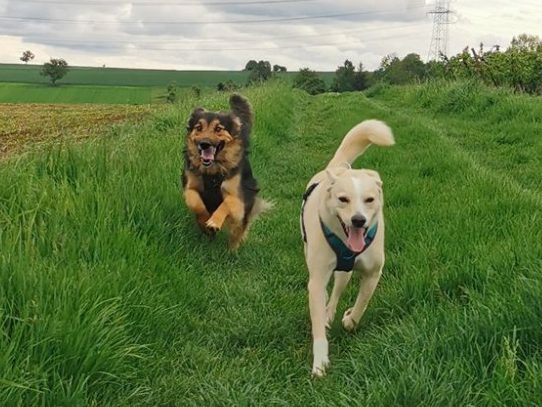 Gruppenkurse, Welpen- und Junghundkurse, Alltagskurse