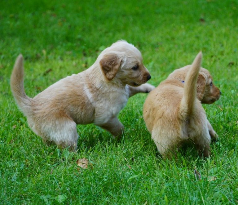 Welpentraining und Junghundetraining in Bietigheim-Bissingen