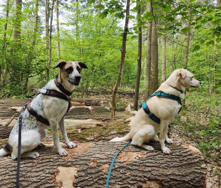 Alltagstraining in Bietigheim-Bissingen